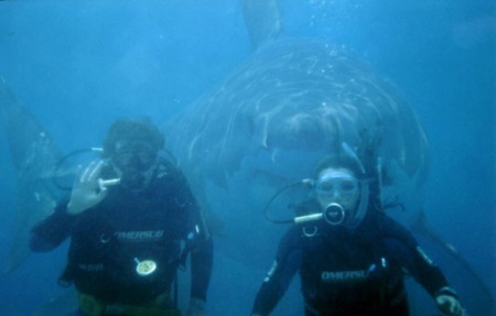 shark behind divers